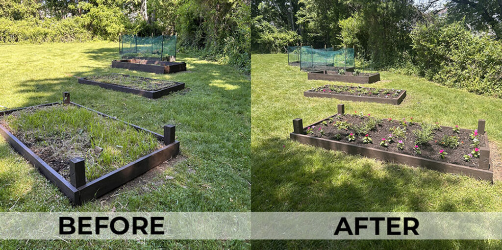 Before and after shots of the garden volunteer work